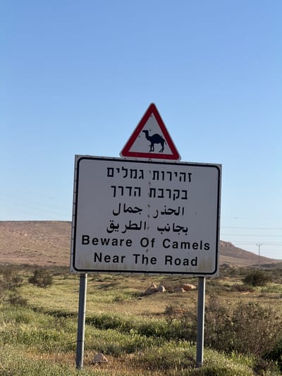 The image displays a prominent road sign in a desert environment under a clear blue sky. The main sign is a white rectangle with a black border, featuring trilingual text. In English, it reads "Beware Of Camels Near The Road." Above the English, the Arabic text "الحذر جمال بجانب الطريق" (Caution Camels beside the road) is visible, and above that, the Hebrew text "זהירות גמלים בקרבת הדרך" (Caution Camels near the road) is present.
To the left of the main sign, a standard triangular warning sign is attached. It has a red border, a white background, and a black silhouette of a camel, visually emphasizing the caution. The sign is mounted on a gray metal pole.
The background shows an arid, hilly landscape typical of a desert, with sparse, dry vegetation including bushes and tall grasses. In the distance, more hills recede, and a utility pole or power line structure is faintly visible against the sky. The clear, bright blue sky indicates a sunny day. The scene suggests a location in the Ramat Negev Regional Council, Israel, where such trilingual warnings for camels are relevant due to the desert terrain and local wildlife. No people are visible in the image.