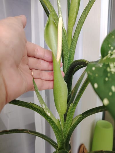 A hand with a gold ring on the ring finger is gently touching a tall, green plant. The plant has long, pointed leaves with a patterned texture of light green speckles. A prominent, pale green flower spathe is emerging from the center of the plant, with a creamy white spadix protruding from its tip. The background consists of a white, sheer curtain and a blurry green object, possibly a pot or vase. The scene appears to be indoors, likely in a home or office setting, with natural light filtering through the curtain. The overall impression is one of gentle care and observation of the plant's growth. No text is visible in the image.