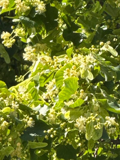 The image shows a close-up view of blooming linden trees with numerous small, pale yellow flowers and green leaves. The flowers are clustered together, some appearing fully open with delicate petals, while others are still in bud. The leaves are heart-shaped and have visible veins, with some leaves overlapping and casting shadows. The scene is bathed in sunlight, creating bright highlights on the foliage and flowers, and dappled shadows in the background. The focus is on the natural details of the tree's blossoms and leaves, suggesting a springtime or early summer setting in a location with linden trees. The image does not contain any people or visible structures, implying it was taken in a natural or park-like environment. Given the location of Korobivka, Ukraine, this scene would depict a common sight in the region during the blooming season of linden trees.