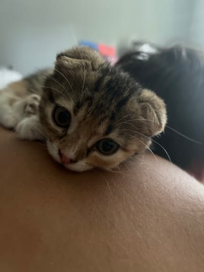 A close-up shot shows a tabby kitten with large eyes and folded ears lying on a person's shoulder or upper arm. The kitten's face is in sharp focus, with its nose slightly visible. The background is blurred, with hints of a light-colored wall and some out-of-focus objects that appear to be red and blue. The skin of the person the kitten is resting on is visible in the foreground and is a light tan color with some small bumps. The overall impression is of a cozy and intimate moment between the kitten and its human. The image does not provide any specific location details within a city.