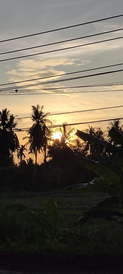 The image depicts a sunset scene in Aluekeujruen, Indonesia, characterized by silhouettes of palm trees against a warm, orange sky. Overhead, multiple black power lines stretch horizontally across the frame, creating a stark contrast with the softer tones of the sky and clouds. The foreground features lush green vegetation, including large leaves, adding depth to the scene. A single bird is perched on one of the power lines. The overall ambiance is serene and natural, with the setting sun casting a golden glow over the tropical landscape.