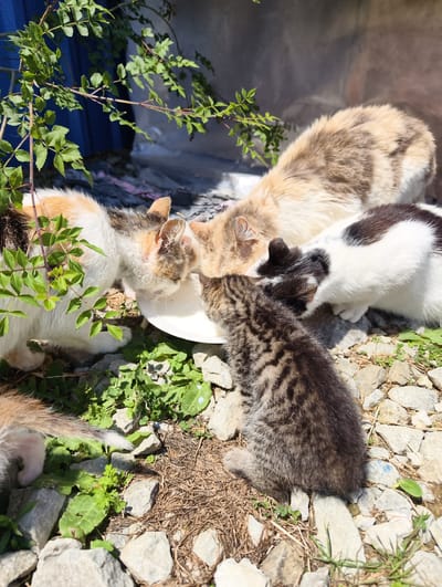 In Chaika, Ukraine, a group of cats are gathered around a white bowl, seemingly feeding on milk. The cats include a calico, a tabby kitten, a fluffy cream-colored cat, and a black and white cat. They are positioned on a rocky surface covered with dry grass and green vegetation. Lush green foliage hangs from above, casting dappled shadows on the scene. The background is blurred, suggesting an outdoor setting with a light-colored wall or structure behind the cats.