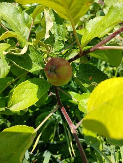 An immature apple, about two inches in diameter, is visible on a branch of an apple tree. The apple is greenish-yellow with a blush of red on one side. It is surrounded by vibrant green leaves, some of which are catching the sunlight, causing them to appear bright yellow. The branches are thin and reddish-brown. The background consists of more foliage and greenery, suggesting an outdoor, natural setting. The image appears to have been taken in a garden or orchard. The location in Shud'ya, Russia, is not determinable from the visual information present in the image. There are no people, actions, or interactions depicted.