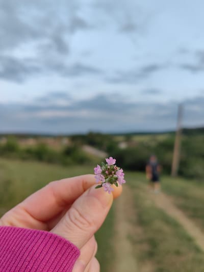 A close-up shot focuses on a person's hand, adorned with a bright pink cuff, holding a small cluster of delicate purple flowers. The background is softly blurred, revealing a rural landscape under an overcast sky. A dirt path meanders through a grassy field, leading towards a distant horizon dotted with greenery and what appear to be scattered buildings. In the mid-ground, a lone figure walks away from the camera on the path. The overall impression is one of a serene, late afternoon in a Ukrainian countryside setting, likely within the rural municipality of Zuyivka, Ukraine.
