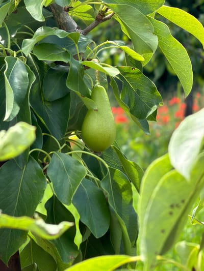 A single, unripe green pear hangs from a branch of a pear tree. The pear is positioned in the center of the frame, surrounded by numerous lush green leaves of varying sizes and shapes. Some leaves are sharply in focus, revealing their vein patterns, while others are softly blurred, creating a sense of depth. The background is a bokeh of green foliage and a blurred field of red flowers, possibly poppies, suggesting an outdoor setting. The lighting indicates a sunny day, with sunlight dappling through the leaves. The scene is in Selanovtsi, Bulgaria.