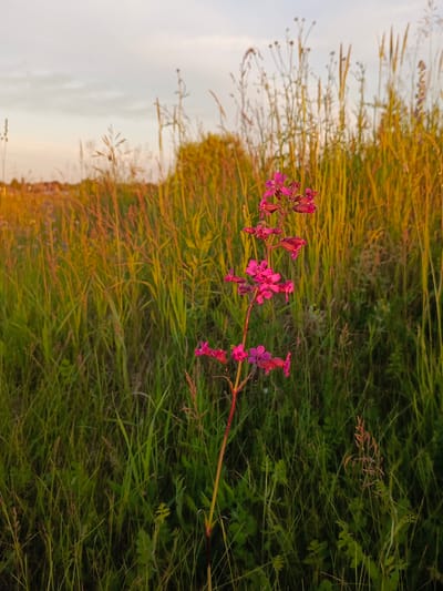 A close-up, eye-level shot captures a single stalk of bright pink wildflowers in a field of tall, dry grass. The grass, bathed in the warm glow of sunset, appears golden and tan, with some green blades visible in the foreground. The sky above is a soft, pale orange and white, with faint clouds. The image was taken in the vicinity of Kauchuk Stantsiya, Russia, and depicts a natural, outdoor environment during the golden hour. There are no people or animals present in the frame.