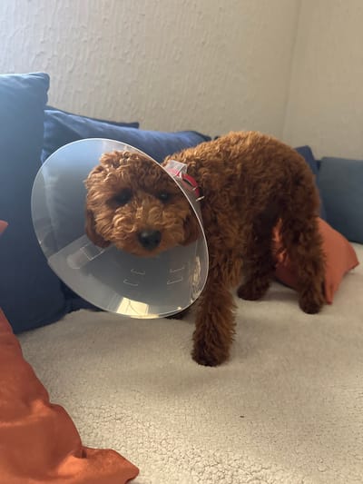 A medium-sized, curly-haired, brown dog wearing a clear plastic Elizabethan collar is lying on a bed or couch. The dog is positioned on its side with its head toward the lower left corner of the image. The bed or couch is covered with a blue cushion. A rusty orange-colored pillow is also visible. The background consists of a white or off-white wall with a textured surface. The location is indoors, presumably a home, but there is no indication of the location being Zankovići, Montenegro.