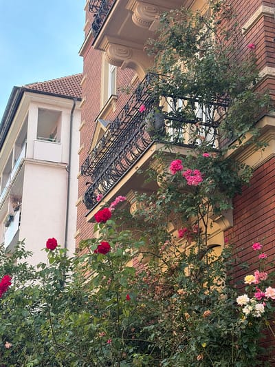 This image shows a building facade with a balcony adorned with climbing roses, in Würzburg, Germany. The building is made of red brick and features a decorative balcony railing. The roses are in various stages of bloom, with some vibrant red and pink flowers, as well as some dried blooms. To the left of the brick building is another building with a light-colored facade and a tiled roof. The sky is visible at the top of the image.