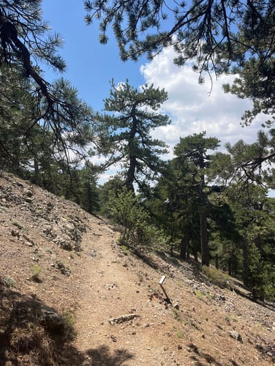 A dirt trail winds uphill through a forested, rocky slope in Prodromos, Cyprus. The trail is sandy with scattered pebbles and pine needles. Pine trees with dark green needles and rough bark dominate the scene, with some of their branches extending into the foreground, framing the sky. The sky is blue with scattered white clouds. The ground is dry and covered in loose stones, with sparse green vegetation growing between them. A small, light-colored signpost is visible on the side of the trail. The overall impression is a natural, somewhat rugged outdoor environment.