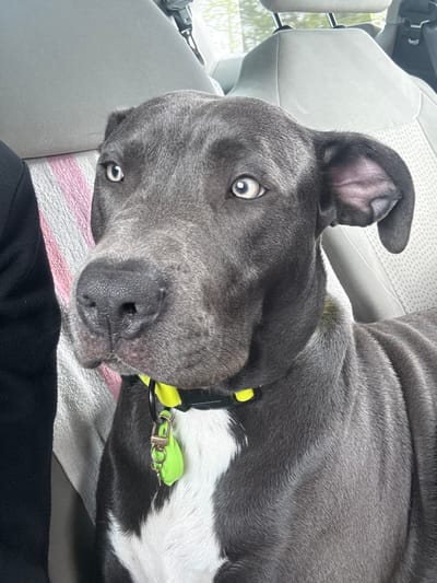 A gray and white dog with a green and black collar lies sideways on a car seat covered by a striped towel. The dog's head is near the seat, and its body extends toward the car's center. The car seat is gray. Part of a person's black clothing is visible in the lower part of the image. The scene is inside a car, but the location in Kichevo, Bulgaria, cannot be determined from the image.