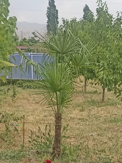 In an outdoor scene in Nurabad, Uzbekistan, a small palm tree stands in the foreground. Behind it, a solar panel array with dark blue panels is visible, set against a backdrop of dense green foliage and distant mountains. The ground is covered in dry grass and some green vegetation. The sky is overcast.