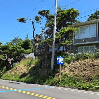 The image depicts a roadside scene in Cannon Beach, Oregon, United States of America, under a clear blue sky. The foreground shows an asphalt road with double yellow lines and a blue stripe. The road is bordered by a grassy embankment on the right.
On the embankment, a wooden pole supports a blue sign indicating "ENTERING TSUNAMI HAZARD ZONE" with a wave and running figure graphic. Behind the embankment, a modern house with gray siding and large windows is visible, partially obscured by lush green trees. Some of these trees have gnarled, weathered trunks and branches, suggesting age and exposure to coastal conditions. Power lines stretch across the upper portion of the image, strung between utility poles. The overall impression is one of a coastal community living with the awareness of natural hazards.