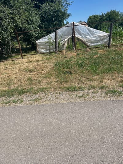 In Malyi Trostianets, Ukraine, a makeshift greenhouse with a torn white plastic cover is visible. The greenhouse appears to be constructed with metal poles and wooden posts, and it is situated in an overgrown area with dry grass and some green vegetation. A rusty metal fence surrounds the area. In the background, trees and a cornfield can be seen, along with a building. A paved road runs along the bottom of the frame, in front of the overgrown lot. The sky is clear and blue.