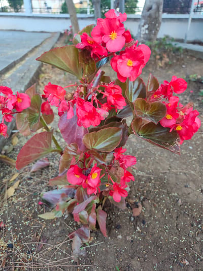 A medium-shot, high-angle photograph shows a close-up of a plant with vibrant pink begonia flowers and dark, reddish-green leaves. The flowers are clustered together, some fully open with yellow stamens visible, while others are still buds. The leaves are heart-shaped and have a slightly glossy texture. The plant is situated outdoors in dry, brown soil that is scattered with small pebbles and dried plant debris.
In the background, a concrete walkway or path is visible on the left side, with a curb separating it from the planting area. Beyond the path, a light-colored wall with a fence or railing runs horizontally, suggesting an urban or suburban setting. A tree trunk is partially visible behind the plant. The lighting suggests it is daytime, with soft, diffused light. The image appears to have been taken in Nέα Ραιδεστός, Greece, based on the provided location context. There is no visible text in the image. The overall mood is natural and serene, focusing on the beauty of the blooming plant.