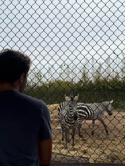 A male subject is observed from behind, looking through a black chain-link fence at three zebras within an outdoor enclosure at an unspecified zoo or park in Cidade da Maia, Portugal. The subject, with dark hair, wears a dark blue t-shirt and is positioned in the lower-left quadrant of the frame, facing away from the camera. The foreground is dominated by the fence, which features diamond-shaped mesh. Beyond the fence, a dry, hay-covered ground forms the base of the zebra enclosure. Three zebras are visible; one stands prominently facing the viewer, partially obscured by the fence, while two others are further back, one slightly to the right and another partially behind the front zebra. The enclosure's background consists of dense, green, bamboo-like foliage. The sky above is overcast and grey, visible through the upper portion of the fence.