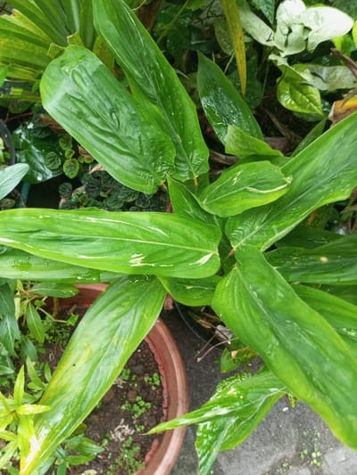 This image depicts a close-up, overhead view of a dense cluster of green plants, situated in a garden or outdoor area within Pandaria, India. The primary subjects are plants featuring broad, elongated leaves, predominantly dark green, some displaying irregular variegation with lighter green to white streaks and patches. Water droplets are visible on the leaf surfaces, indicating recent moisture. In the lower-left portion of the frame, a segment of a terracotta-colored planter pot is visible, containing dark soil from which small, light green sprouts emerge. Additional green foliage from other plants is present in the background, alongside a textured grey ground surface, consistent with paving or concrete. No human subjects, animals, or direct interactions are depicted. The scene presents a well-vegetated, static environment.