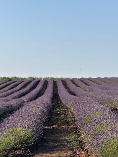 This media file shows a drone-captured aerial view of a lavender field, likely taken during the day. The field is composed of rows of blooming lavender plants, displaying a vibrant purple hue. The crops are planted on undulating terrain, creating a visually appealing pattern of waves across the landscape. The rows are neatly arranged, suggesting agricultural cultivation. The dark soil between the rows is visible, contrasting with the soft purple of the flowers and the green foliage. In the upper left portion of the image, a vast expanse of clear, pale blue sky dominates, suggesting fair weather and an open, outdoor setting. There are no people or man-made objects visible in the frame, emphasizing the natural beauty of the lavender field. The scene evokes a sense of tranquility and the abundance of nature. The orientation of the image suggests it was taken from above, looking down and slightly across the field, with the horizon line not clearly defined. The overall impression is one of a peaceful, scenic agricultural landscape.