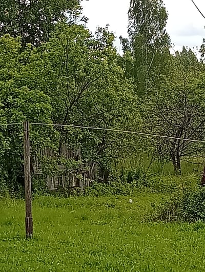 The image depicts a rural scene, likely in Ostrov-Zalit, Russia, characterized by lush green vegetation and the remnants of a wooden structure. In the foreground, a weathered wooden post stands vertically, with a thin wire stretched horizontally across it. Behind the post, an old, dilapidated wooden building is partially visible, its weathered planks suggesting age and disuse. The building is surrounded by dense green foliage, with trees of varying heights dominating the background. The ground is covered in a thick carpet of green grass. The overall impression is one of a neglected, overgrown rural setting.
