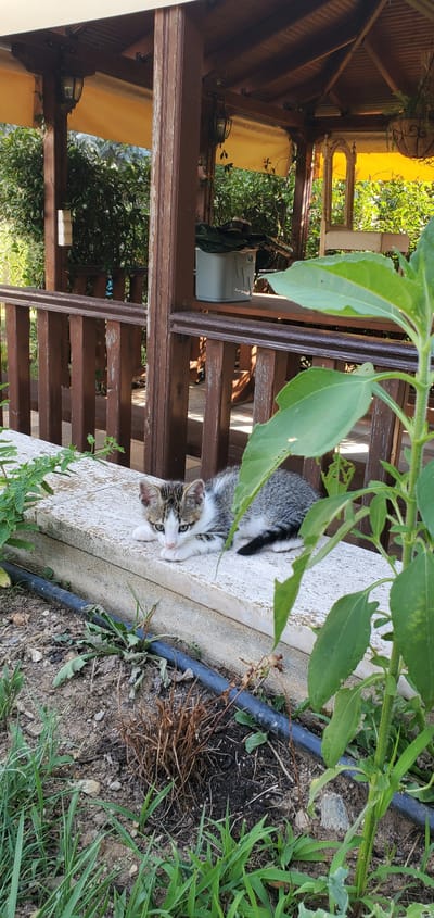 A kitten with grey, white, and black tabby markings is resting on a light-colored concrete ledge in an outdoor setting. The kitten is looking forward with its paws tucked beneath its body. Behind the kitten, a wooden railing and a wooden structure with a yellow canopy are visible. A tall plant with large green leaves is in the foreground, partially obscuring the kitten. The ground in front of the ledge is covered with soil, grass, and a black irrigation tube. The environment appears to be a garden or patio area. This scene is located in Νέα Σάντα, Greece.