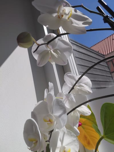A close-up shot shows a cluster of white orchids with a yellow interior, possibly indoors, with a window and a view of the outside world. The image captures a contrast between the delicacy of the orchids and the harshness of the exterior architectural details. The background reveals a blue sky, and a part of a building. The specific location in Taastrup, Denmark is not ascertainable from the image alone. There are no people visible in the image.