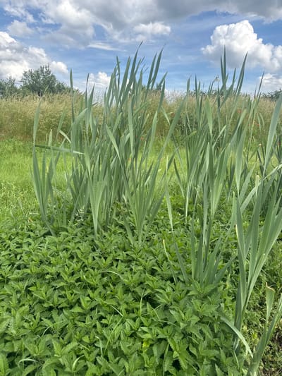 The image depicts a close-up view of a dense patch of green plants, likely nettles, in the foreground. Tall, broad, green leaves of what appear to be iris or similar plants rise from behind the nettles, dominating the midground and extending towards the sky. The background reveals a field of tall, dry grasses, interspersed with some green vegetation and distant trees. The sky above is partly cloudy, with white, fluffy clouds against a blue backdrop. The scene appears to be outdoors in a natural environment, possibly a meadow or field edge. There are no people or animals visible in the image. A small number of red specks, possibly poppies, are sparsely visible within the background vegetation. The overall impression is one of abundant, untamed plant life under a dynamic sky.