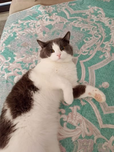 The image shows a grey and white cat lying on its back on a teal-colored blanket with a floral pattern. The cat is looking up at the camera with its mouth slightly open. Its paws are extended, and one paw is touching the blanket. The background is out of focus, but it appears to be a room with furniture. There is no identifiable information within the image to suggest a location in the city of Nefteyugansk, Russia.