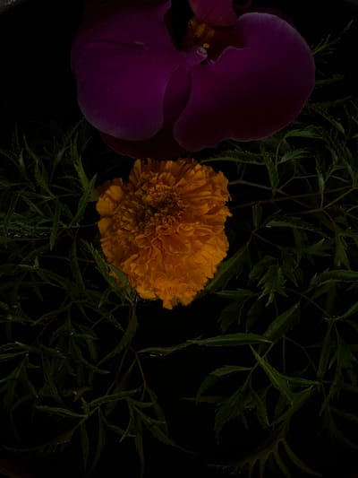 The scene, located in Belalang, Indonesia, depicts a still life arrangement of botanical elements against a uniformly dark, likely black, background. A partial view of a dark purple orchid occupies the upper frame, exhibiting a visible yellow-orange reproductive structure within its petals. Directly below and centrally positioned is a singular, vibrant orange marigold, characterized by dense, ruffled petals. Multiple stems of serrated, dark green foliage surround the marigold, extending across the mid and lower sections of the image. All botanical subjects appear to be floating on or submerged in a shallow, dark liquid, evidenced by subtle surface reflections and wetness. There are no individuals or discernible human activity present.