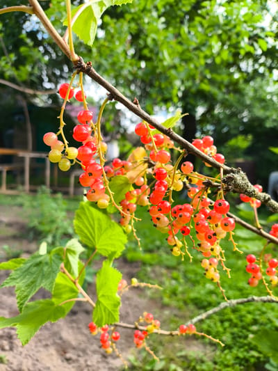 A close-up, vertical shot captures a branch of red currants in Новоникольское, Russia. The berries, varying in ripeness from yellow to bright red, hang in clusters from thin, yellow stems. The branch itself is a brown, woody stem, with some patches of lichen. Lush green leaves are visible on the left side of the frame. The background is a blur of green foliage and dappled sunlight, suggesting an outdoor garden setting. The ground beneath the plant appears to be sandy soil.