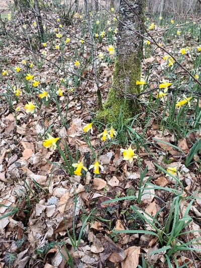 The image displays a forest floor scene located in Étalle, Belgium. The ground is predominantly covered by a dense layer of dry, light brown deciduous leaves. Numerous yellow daffodils (Narcissus spp.) are scattered across this leaf litter, each featuring vibrant yellow petals surrounding a central yellow corona, supported by green stems and elongated green leaves. A prominent tree trunk, covered in green moss and lighter grey lichen, stands vertically slightly to the right of the image center. Bare, dark-colored deciduous tree branches crisscross the midground and background, originating from the central trunk and other trees. Patches of dark green ground cover, consistent with ivy, are visible among the leaves and daffodil growth. The background shows a blurred continuation of the woodland environment, featuring additional trees and daffodils. No human individuals, animals, or man-made objects are present. The scene is illuminated by natural, diffused daylight.