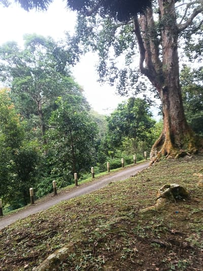 This image depicts a natural, wooded landscape featuring a narrow, descending paved path within Tah, Vietnam. A large, mature tree with a thick, textured trunk and prominent buttress roots anchors the right side of the foreground, its canopy extending upwards and left against an overcast sky. The asphalt path curves gently to the left, bordered on its left side by a series of eight uniformly spaced, light-colored cylindrical bollards with darker bases. Dense green foliage, comprising numerous trees and thick undergrowth, covers the terrain to the left of the path and recedes into the background. The ground immediately adjacent to the path and in the lower right foreground is covered with sparse grass, moss, and exposed tree roots. A large, moss-covered rock formation is visible in the lower right. No individuals, animals, or active events are present in the scene.