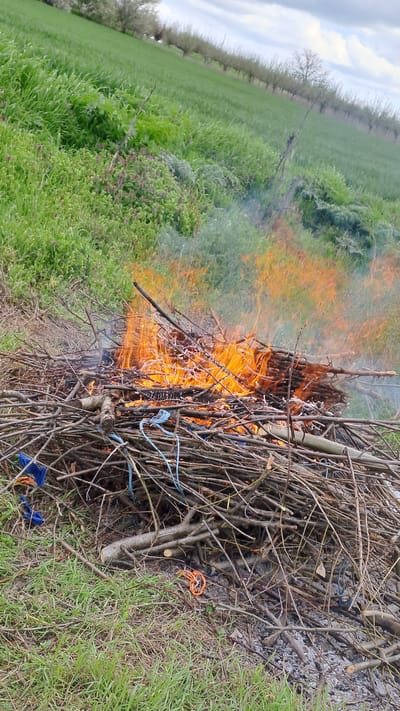 The image depicts a bonfire burning in a grassy field. The bonfire is composed of branches and twigs, with visible flames and smoke. The field is green with some flowering plants and extends into the distance where a row of trees is visible. Pieces of blue and orange rope are visible among the twigs. The location is Profesor Ishirkovo, Bulgaria. There are no people visible in the image.