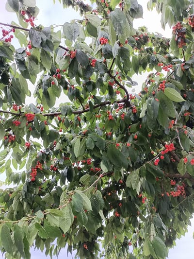 This media file depicts a close-up view of a cherry tree laden with ripe cherries. The cherries are a vibrant red, clustered densely on branches among lush green leaves. The branches themselves are dark and textured, suggesting maturity. The background is a bright, overcast sky, indicating a cloudy or diffused lighting condition, possibly indicating daytime but not direct sunlight. The perspective is from below, looking up into the canopy of the tree, giving a sense of immersion in the foliage and fruit.
The image captures a scene of natural abundance, with the cherries appearing ready for harvest. There are no people visible. The overall impression is one of a rural or garden setting, likely in Gartz (Oder), Germany, during the cherry season. The focus is solely on the fruit and the tree, conveying a sense of natural beauty and the bounty of the harvest. No text is visible in the image.