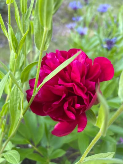 A close-up, top-down view of a deep magenta peony bloom is captured in a garden setting. The peony, with its tightly packed, ruffled petals, is the central subject, dominating the frame. Its rich color contrasts with the surrounding greenery. Several fuzzy green stems and leaves of the peony plant weave around the bloom, some in sharp focus and others slightly blurred, adding depth to the image. In the background, out of focus, are other plants with vibrant green foliage and hints of small blue flowers, suggesting a lush garden in bloom. The lighting appears soft, possibly indicating an overcast day or diffused sunlight, which minimizes harsh shadows and enhances the flower's velvety texture. There is no visible text in the image. The scene evokes a sense of natural beauty and the vibrant colors of a spring or early summer garden in Kongsberg, Norway.