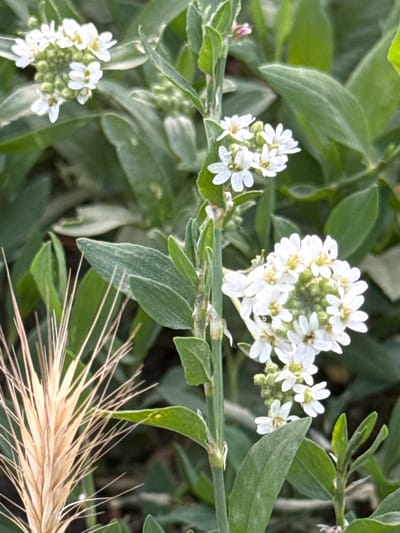 A close-up, eye-level, full-shot photograph captures a cluster of small white flowers with yellow centers, arranged on a thin green stem. The flowers are in various stages of bloom, with some fully open and others still budding. The background is a blur of green foliage. To the left of the flowers, a dried wild grass spike with thin, beige awns is visible. The lighting is natural, suggesting an outdoor environment. The image does not contain any people or any discernible elements that would allow for a precise location within the city of Piatykhatky, Ukraine.
