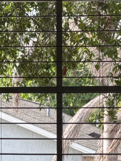 This media file captures a view through vertical bars, likely a window or a screen, of an outdoor scene. The primary subjects are lush green foliage of trees and branches, interspersed with the textured surfaces of what appears to be a house roof and wall. The roof has a patterned texture, possibly shingles or tiles, with a lighter colored section, suggesting a dormer or an extension. The wall is a light, textured material.
Sunlight filters through the leaves, creating dappled light and shadow patterns, indicating it is daytime. The presence of mature trees suggests an established outdoor environment. The overall impression is that of a residential setting, possibly a backyard or garden viewed from inside a home. There is no discernible activity or event taking place, as the scene appears to be a static snapshot.
The image is dominated by natural elements and architectural details. The bars in the foreground create a visual barrier, adding a sense of perspective and framing the scene. The time of day seems to be either morning or afternoon, given the angle of the sunlight. The weather appears to be clear, allowing for ample sunlight. The location cues, such as the type of vegetation and the style of the house, suggest a warm climate, consistent with the specified location context of Azalea Park, USA. No text is visible in the image.
