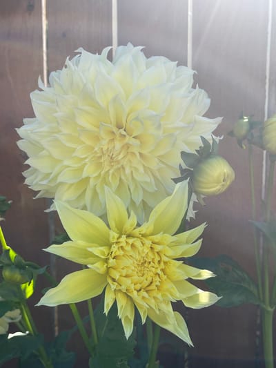 A close-up, eye-level shot captures two dahlia flowers and two buds against a wooden fence. The larger dahlia, positioned on the left, is a creamy white and fills the upper left portion of the frame. Its petals are tightly layered, creating a full, spherical bloom. Below it and slightly to the right, a smaller dahlia displays vibrant yellow petals that radiate outwards. Its petals are more pointed and spaced, giving it a starburst appearance. Two green buds are visible: one on the right side, near the top, and another on the lower left, partially obscured by leaves. The wooden fence behind the flowers is composed of vertical planks, and a soft, bright light, possibly sunlight, casts rays from the upper right corner, illuminating the scene with a hazy glow. The image appears to be taken outdoors, likely in a garden setting, within the city of Gresham, United States of America.