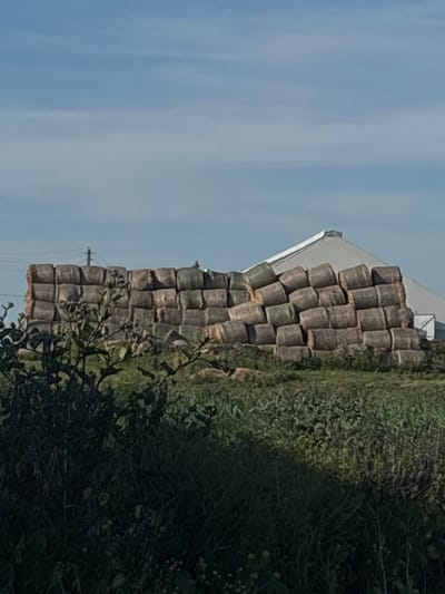 In the city of Ves', Russia, a vast, uneven stack of round hay bales is piled high on a grassy field. The bales, mostly a muted brown with some exhibiting a greenish hue, are stacked in a haphazard, almost cascading manner, suggesting they have been loosely arranged rather than meticulously stacked. The sheer volume of hay creates a significant mound, obscuring part of a large, modern-looking white barn situated behind it. The barn features a prominent, steeply pitched roof with visible structural lines. The sky above is a clear, pale blue with faint, wispy white clouds. In the foreground, dense green foliage, including branches and leaves, partially obscures the view of the hay bales and the field. The overall scene depicts a rural agricultural setting on a clear day.
