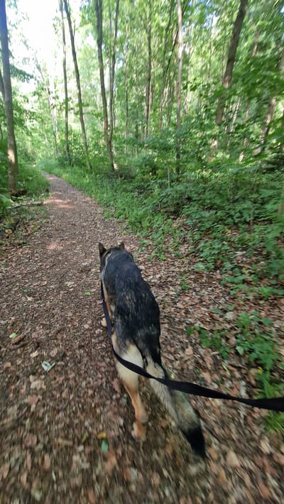 This is a photograph of a German Shepherd dog walking on a dirt path in a forest. The dog is dark brown and black with tan markings. It is wearing a black leash. The path is covered with fallen leaves and has trees on either side. The trees are green and leafy, suggesting it is summer or late spring. The lighting suggests it is daytime. The perspective of the shot is from a low angle, looking down at the dog and the path. The image is slightly blurry, indicating movement. There is no visible text in the image. The scene is a natural outdoor environment.