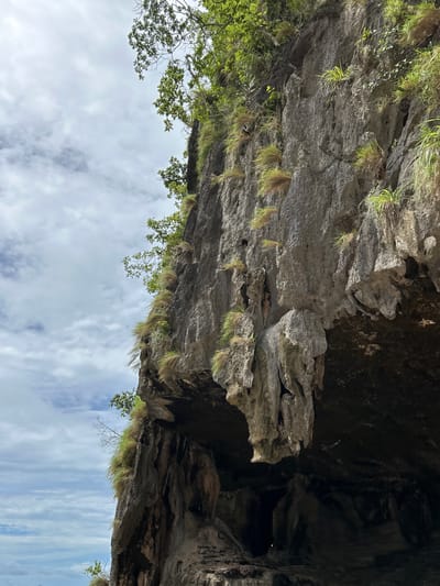 An extreme low-angle, full shot captures a sheer, grey limestone cliff face on a partly cloudy day. The cliff occupies the right two-thirds of the frame, with the sky filling the left third. Vegetation, primarily green grasses and some leafy branches, sprouts from crevices and the top edge of the cliff. Dramatic rock formations, including overhangs and stalactite-like structures, are visible on the lower portion of the cliff face, creating dark, shadowed areas that suggest a cave or alcove. The texture of the rock is rough and weathered. No people or animals are present. The scene appears to be a natural geological formation in Krasom, Thailand, likely along a coastline given the implied scale of the cliff.