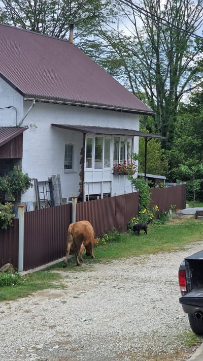 A brown cow is grazing in a grassy yard next to a corrugated metal fence. A black dog is walking on the grass near the fence. A white two-story house with a brown roof and a screened-in porch is visible behind the fence. There are trees and foliage in the background. A gravel driveway is in the foreground, and the tailgate of a dark-colored pickup truck is visible on the right side of the frame. The scene appears to be in a rural or semi-rural area of Verkhovskoye, Russia.
