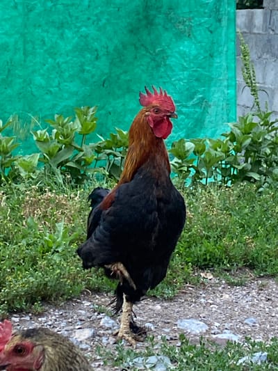 The image, taken in Murdash, Kyrgyzstan, captures a vertical orientation, featuring a rooster in the foreground. The rooster has a reddish-brown neck and chest, with black plumage covering its back and wings. Its comb is a vibrant red. The bird is standing on a patch of ground that appears to be a mix of soil and gravel, with scattered small stones and some debris, possibly plastic.
Behind the rooster, lush green foliage is visible, with some plants appearing slightly wilted. To the left of the rooster, a large, bright turquoise tarp or sheet is partially visible, with a rough, textured surface. Beyond the tarp, a section of a grey, brick-like wall can be seen.
In the bottom right corner of the image, the head of another chicken, likely a hen, is partially visible. It has a mottled brown and grey feather pattern and a reddish wattle. The chickens appear to be in an outdoor setting, possibly a farmyard or a backyard. The lighting suggests it might be daytime, with overcast conditions or dappled sunlight creating soft shadows. There is no visible text in the image. The overall scene depicts a naturalistic rural environment with farm animals.