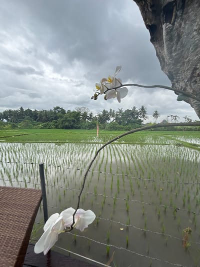 A serene landscape features a vibrant green rice paddy stretching into the distance under a cloudy sky. The flooded fields create reflective patterns. In the foreground, delicate white orchid blossoms cascade from a branch, contrasting with the rustic textures of stone and woven furniture nearby. A simple wire fence marks the edge of the paddy, and palm trees dot the distant horizon.