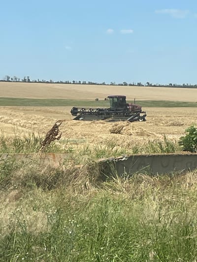 A combine harvester is in a field of harvested grain, likely wheat or barley, under a clear blue sky. The machine, which appears to be red and black, is positioned in the middle ground of the image. The foreground is filled with tall, dry grass and some concrete debris. The background consists of more fields and a distant treeline. The scene appears to be rural, with no specific landmarks to indicate the city of Dvoinoi, Russia.