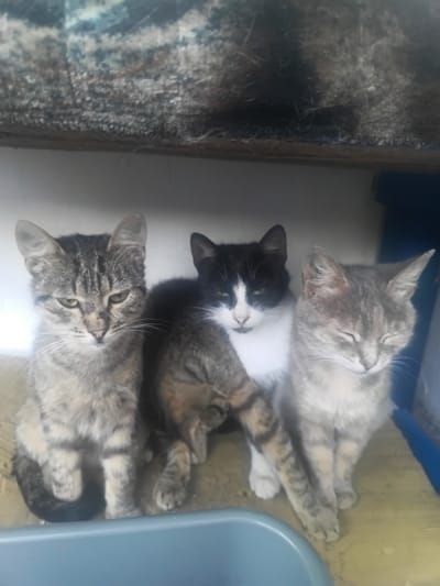 Three cats are sitting together on a light brown surface. The cat on the left is a tabby with green eyes, looking directly at the camera. The cat in the middle is black and white, with white fur on its chest and face. The cat on the right is light gray with closed eyes, appearing to be sleeping. Behind them, the wall is white, and a textured, dark-colored surface is visible above. The scene is likely indoors, possibly in a shelter or abandoned building, given the somewhat rough environment and the presence of a blue plastic bin in the foreground. The image does not provide specific clues to its location in the city of Shchotove, Ukraine.