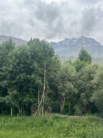 This image depicts a dense forest in front of a majestic mountain range under a cloudy sky. The foreground is filled with lush green grass and wildflowers. Behind the grass, a line of trees with varying foliage dominates the scene. Some trees are tall and leafy, while others are thinner with visible branches. In the mid-ground, a broken tree trunk stands out. Beyond the trees, the imposing mountain range rises, with its peaks partially covered in snow. The overall impression is one of natural beauty and a remote, possibly mountainous, landscape. The location is identified as Dras, India, a region known for its scenic beauty and challenging terrain.