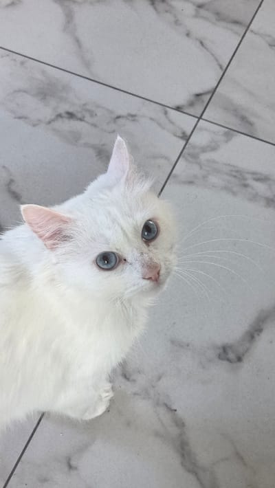 A white cat with striking blue eyes is captured in a close-up, looking upwards. The cat has fluffy white fur and delicate pink ears. Its whiskers are long and white. The cat is positioned on a marble-tiled floor with a subtle gray veining pattern and distinct grout lines. There are no people or other animals visible in the frame. The environment appears to be indoors, with the lighting suggesting a well-lit room. The image does not provide any information that would allow for its location to be identified as Старошареево, Russia.
