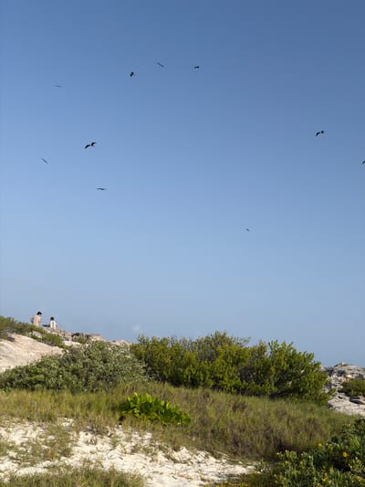 The image depicts a coastal landscape with a clear blue sky. Several birds are in flight against the sky. In the foreground, there is sandy terrain with dry grass and some green foliage. In the midground, there is a dense green shrubbery and rocky outcrops. On top of one of these rocky outcrops, two individuals are seated. The scene suggests a natural environment, possibly on the outskirts of Cancún, Mexico, characterized by its coastal flora and open skies.