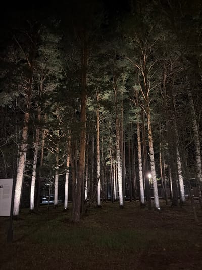 The image depicts a view into a forest at night, possibly in Sliznevo, Russia. A line of trees stands illuminated by lights positioned at their bases, casting a pattern of light and shadow along the trunks. The forest floor is dark, and the tree canopy above is dense and barely visible. At the bottom right corner of the image, there's what appears to be a partially visible sign or informational panel. No people are visible.