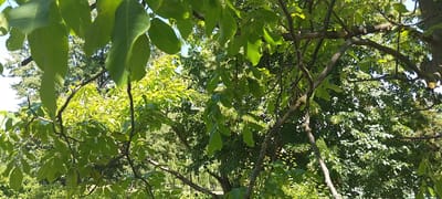 The image is a medium shot of trees with green leaves and brown branches. Sunlight filters through the leaves, creating bright patches and shadows. The background is filled with more trees and foliage. The scene appears to be an outdoor natural environment. There are no people or animals visible in the image. The image does not provide specific details about its location within the city of Cherkasy, Ukraine.