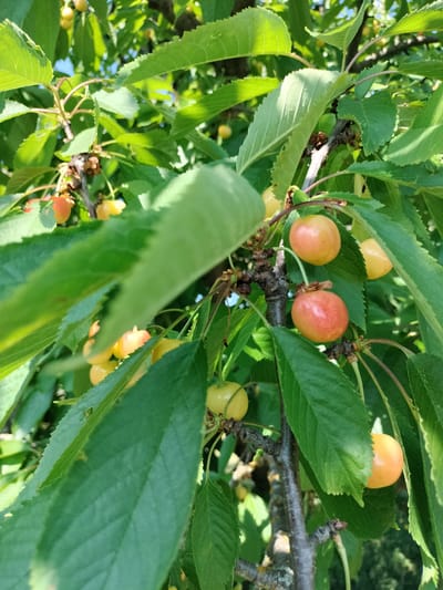 A close-up, eye-level shot captures a cluster of cherries on a tree branch in Lykhove, Ukraine. The cherries are a mix of yellow and pinkish-red, some appearing ripe and others less so. They hang from thin stems, partially obscured by lush green leaves. The branch itself is rough and textured. Sunlight filters through the leaves, casting dappled light on the fruit. The background consists of more foliage and a hint of blue sky. The image appears to be taken on a bright, clear day.